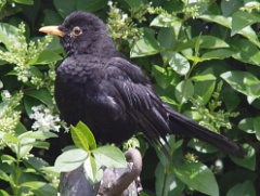 20120705 blackbird